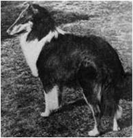 Ch Alstead Aeroplane www.chelsea-collies.com/alstead.html accessed Feb. 26, 2016 