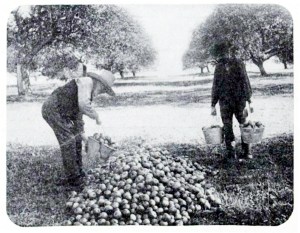Apple pickers1