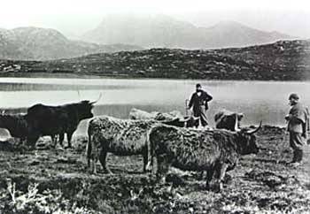 HighlandDrovers3