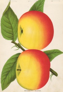 Maiden's Blush apple