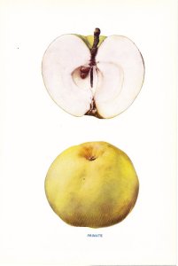 Primate apple