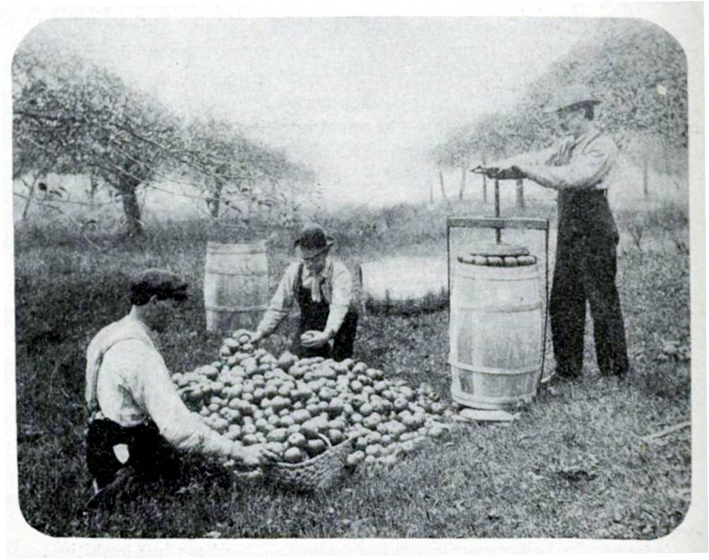 Sorting and packing apples
