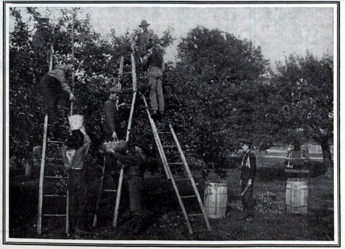 19070928 CDNCOUR Apple pickers