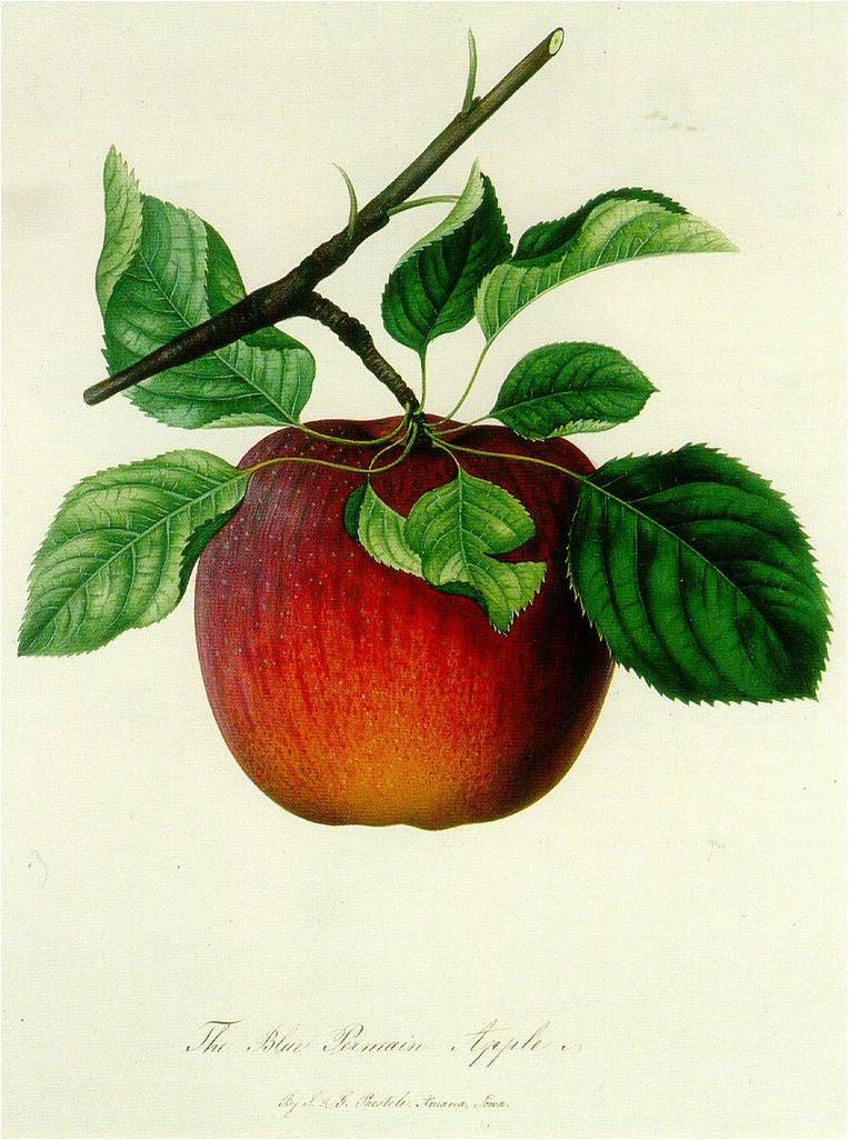 Apple Time in the East End – Leslieville Historical Society