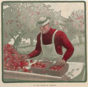 Sorting apples