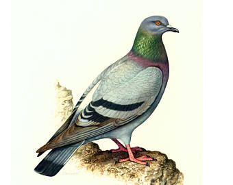 il_340x270.1224302424_7fuq