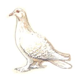 White pigeon