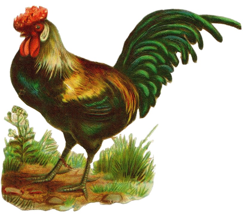 rooster