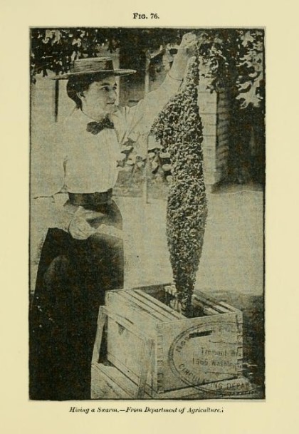 A J Cook, The Bee-Keeper's Guide or Manual of the Apiary 1902 hiving a swarm