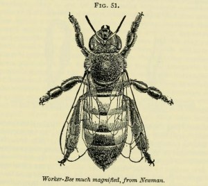A J Cook, The Bee-Keeper's Guide or Manual of the Apiary 1902 worker bee